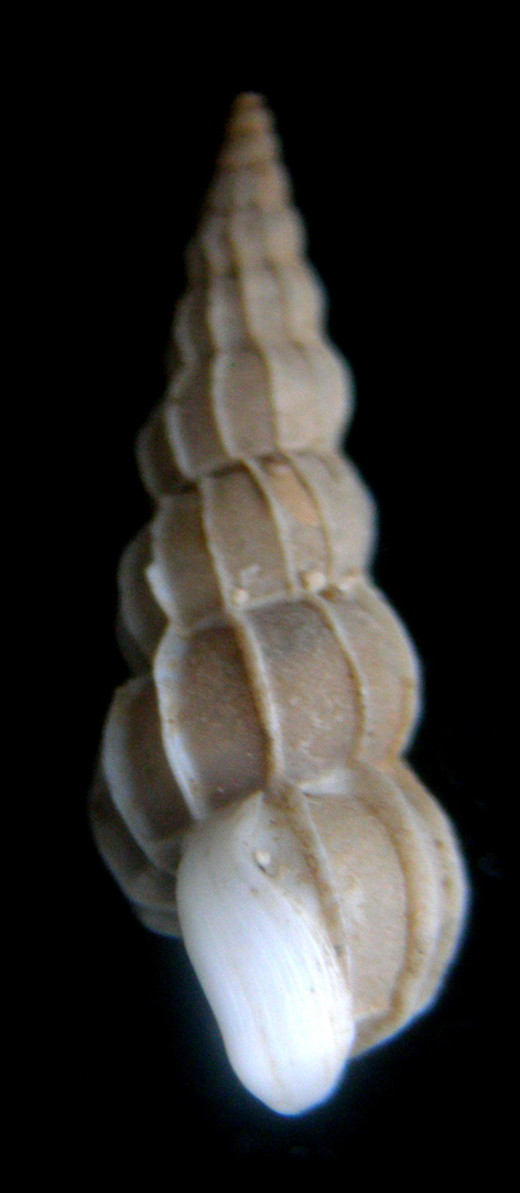 Gyroscala lamellosa